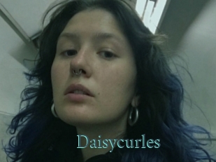 Daisycurles