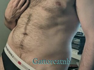 Gattorcatnb
