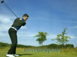 Lovebirdpenis