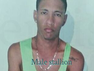 Male_stallion