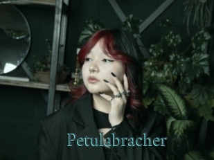 Petulabracher