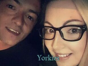 Yorkies